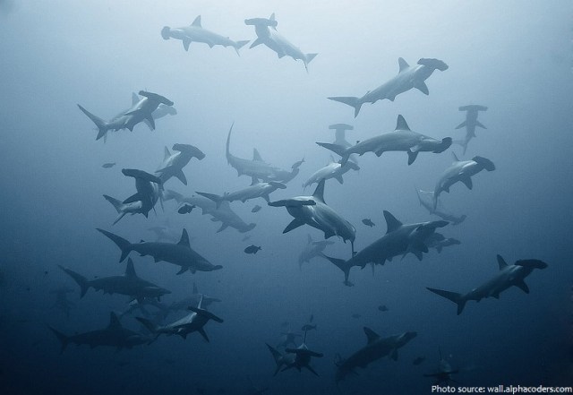 hammerhead-sharks