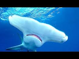 hammerhead