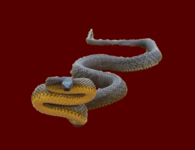 Inland Taipan Snake Blood Background